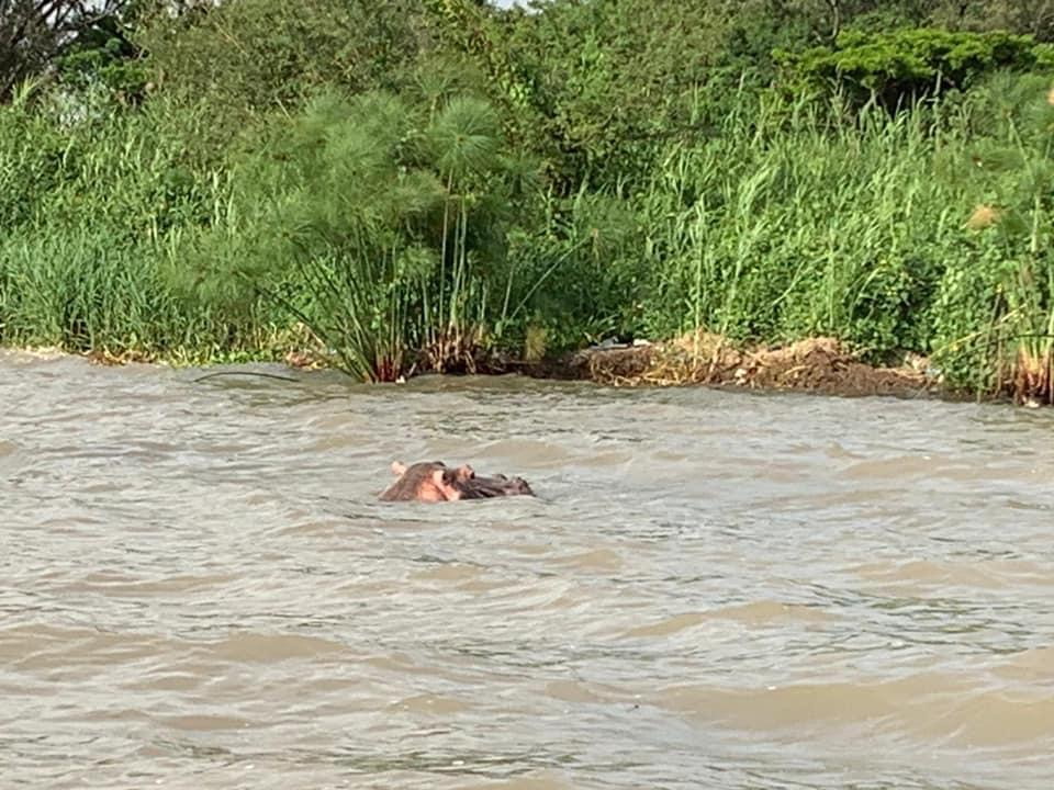 click to see larger image operation hope hippo in lake victoria - may 2022